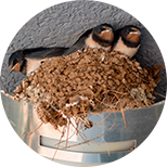 Swallow’s nest extract